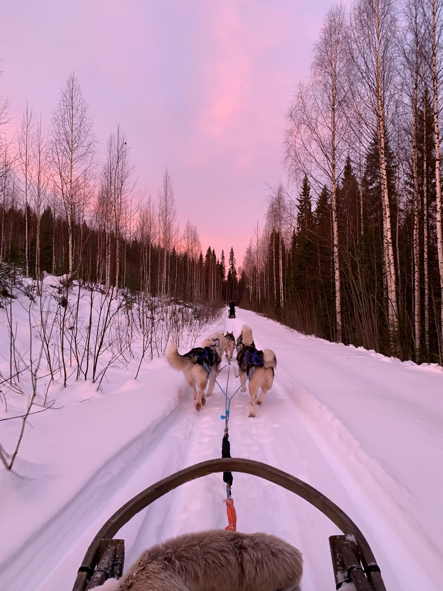 The Siberians Husky‑Tours